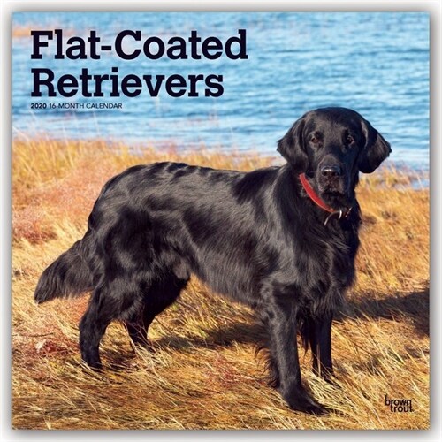 Flat Coated Retrievers 2020 Square (Other)