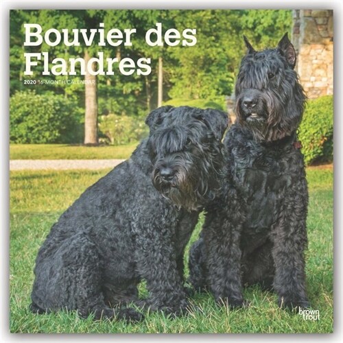 Bouvier Des Flandres 2020 Calendar (Calendar, Wall)