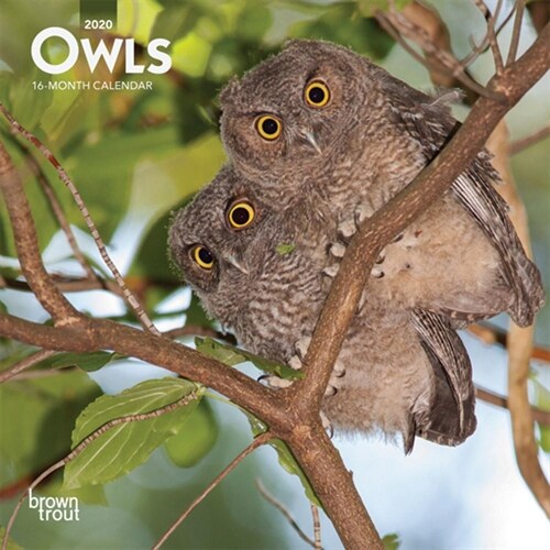 Owls 2020 Mini 7x7 (Other)