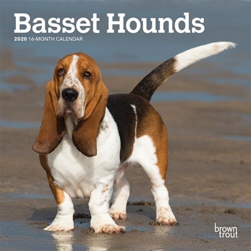 Basset Hounds 2020 Mini 7x7 (Other)