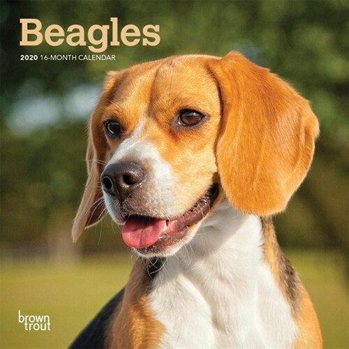 Beagles 2020 Mini 7x7 (Other)