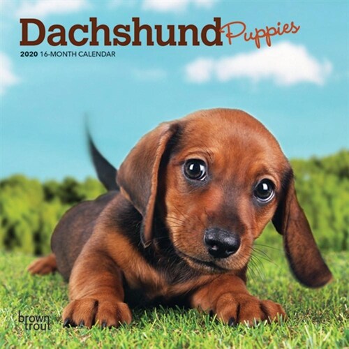 Dachshund Puppies 2020 Mini 7x7 (Other)