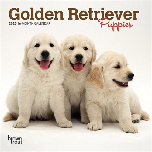 Golden Retriever Puppies 2020 Mini 7x7 (Other)