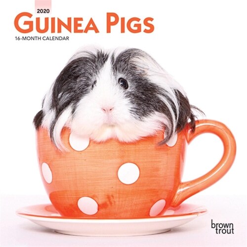 Guinea Pigs 2020 Mini 7x7 (Other)