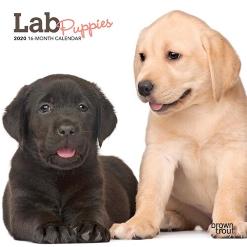 Lab Puppies 2020 Mini 7x7 (Other)