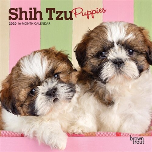 Shih Tzu Puppies 2020 Mini 7x7 (Other)