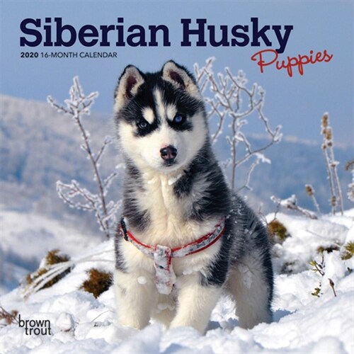 Siberian Husky Puppies 2020 Mini 7x7 (Other)