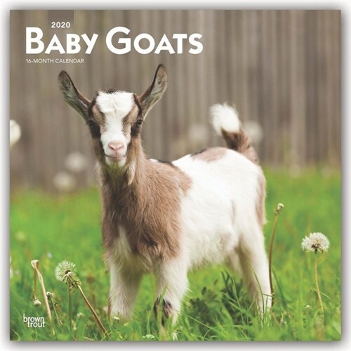 Baby Goats 2020 Square (Other)