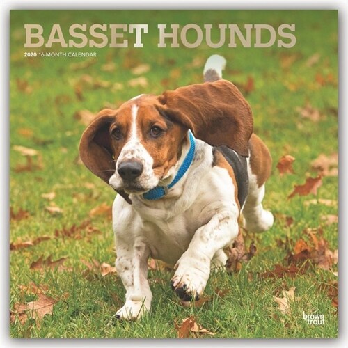 Basset Hounds 2020 Square Foil (Other)