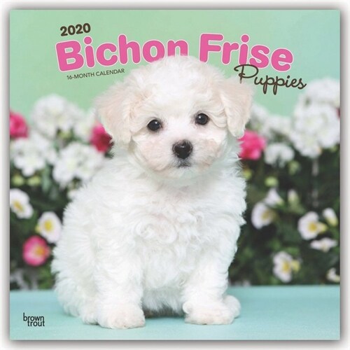 Bichon Frise Puppies 2020 Square (Other)