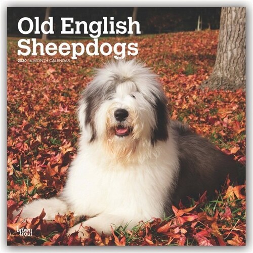 Old English Sheepdogs 2020 Square (Other)