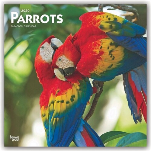 Parrots 2020 Square (Other)