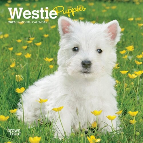 West Highland White Terrier Puppies 2020 Mini 7x7 (Other)