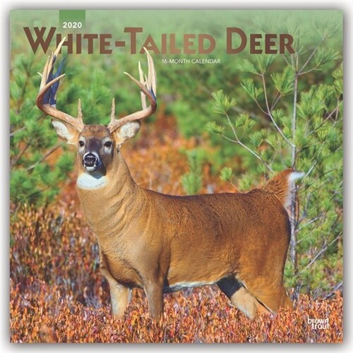 White Tailed Deer 2020 Square Foil (Other)