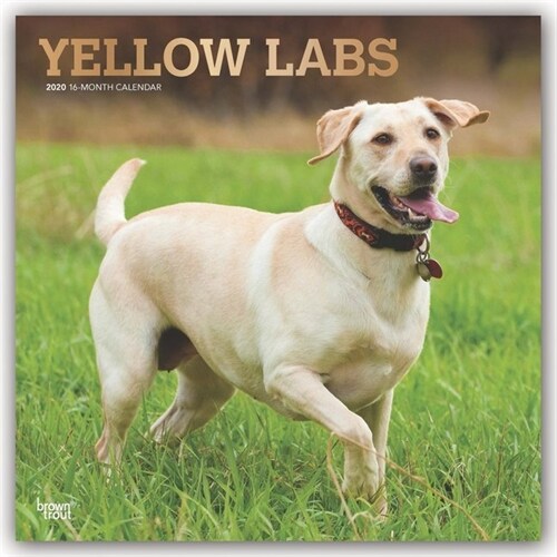 Labrador Retrievers, Yellow 2020 Square Foil (Other)