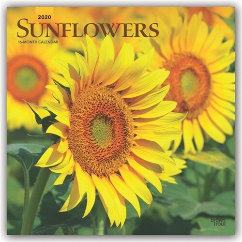 Sunflowers 2020 Square (Other)