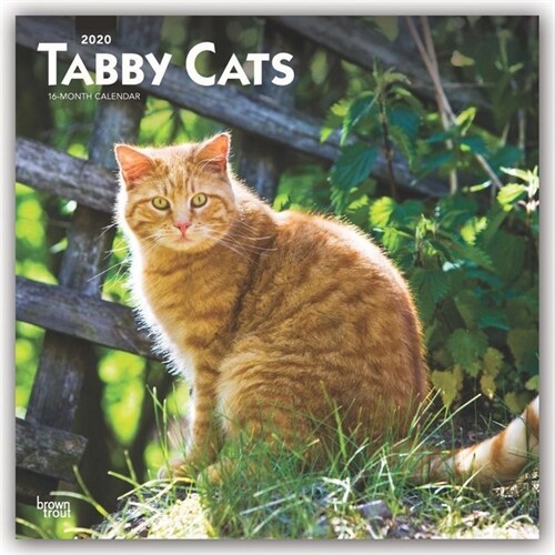 Tabby Cats 2020 Square (Other)
