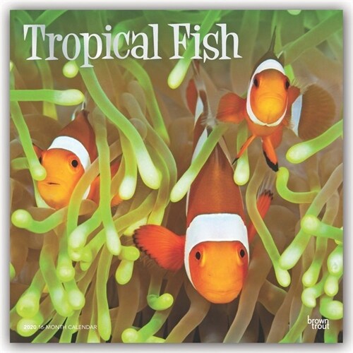 Tropical Fish 2020 Square Foil (Other)