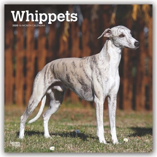 Whippets 2020 Square (Other)
