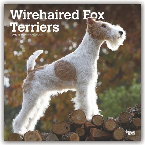 Wirehaired Fox Terriers 2020 Square (Other)
