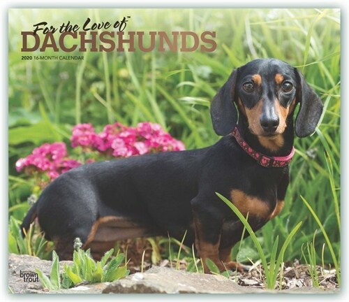 Dachshunds, for the Love of 2020 Deluxe Foil (Other)