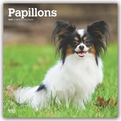 Papillons 2020 Square (Other)