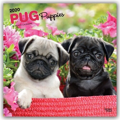 Pug Puppies 2020 Square (Other)