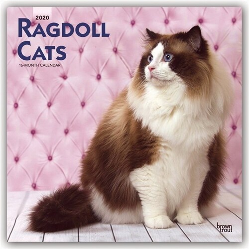 Ragdoll Cats 2020 Square (Other)