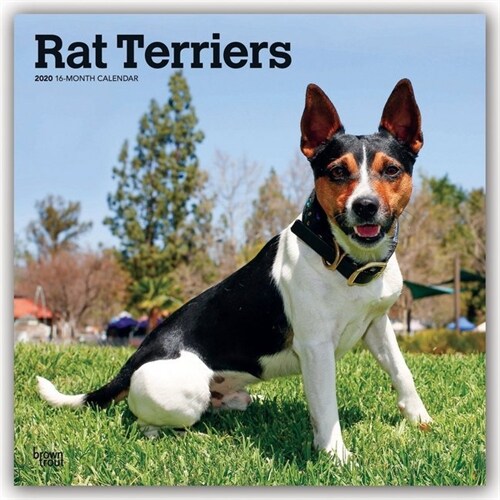 Rat Terriers 2020 Square (Other)