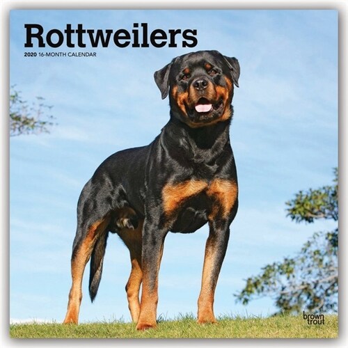 Rottweilers 2020 Square (Other)