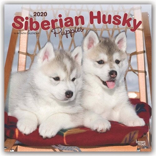 Siberian Husky Puppies 2020 Square (Other)