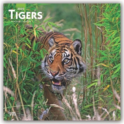 Tigers 2020 Square (Other)