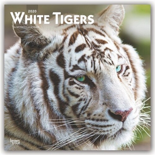 White Tigers 2020 Square (Other)