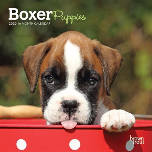 Boxer Puppies 2020 Mini 7x7 (Other)