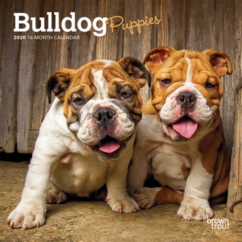 Bulldog Puppies 2020 Mini 7x7 (Other)