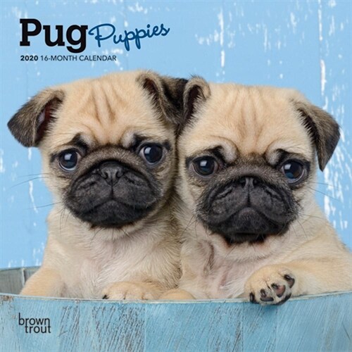 Pug Puppies 2020 Mini 7x7 (Other)