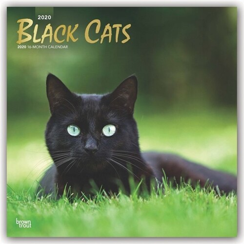 Black Cats 2020 Square Foil (Other)