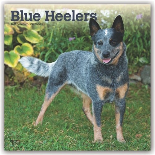 Blue Heelers 2020 Square (Other)