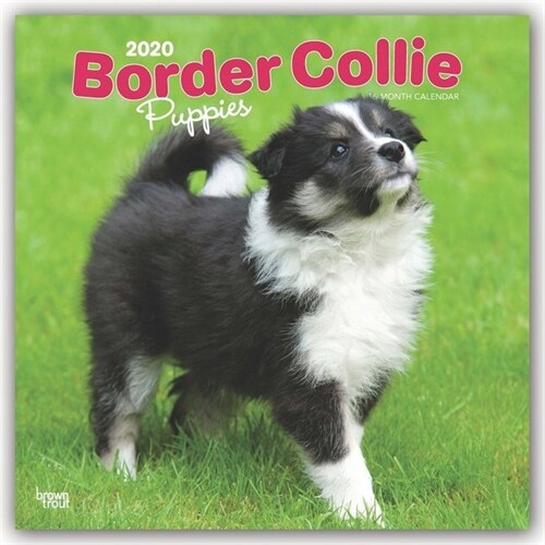 Border Collie Puppies 2020 Square (Other)