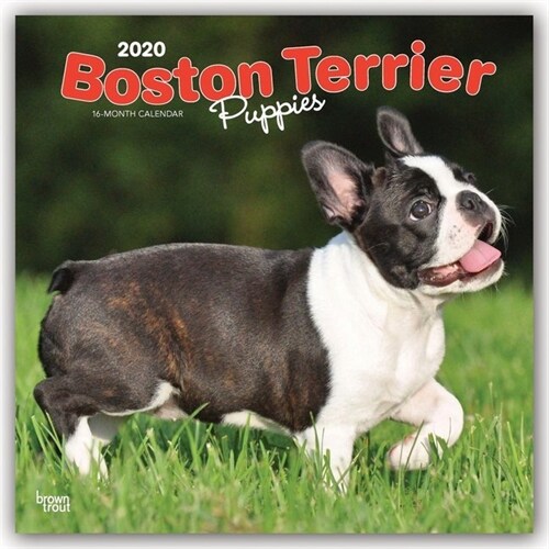 Boston Terrier Puppies 2020 Square (Other)