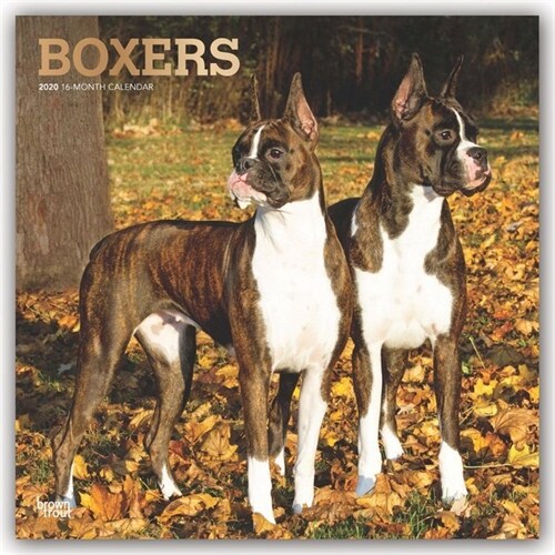 Boxers 2020 Square Foil (Other)