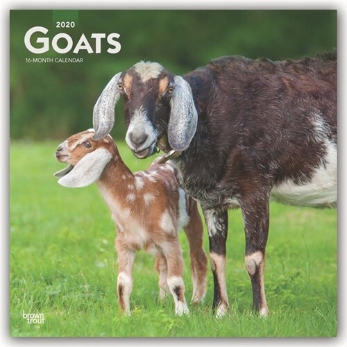 Goats 2020 Square (Other)