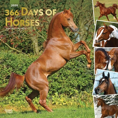 Horses, 366 Days Of, 2020 Square Foil (Other)