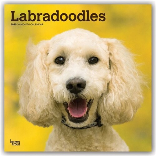 Labradoodles 2020 Square (Other)