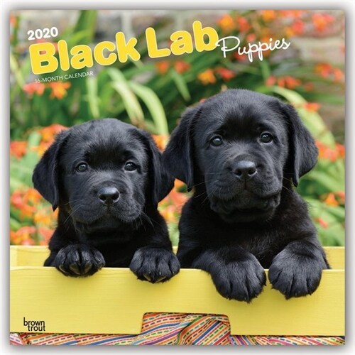 Labrador Retriever Puppies, Black 2020 Square (Other)