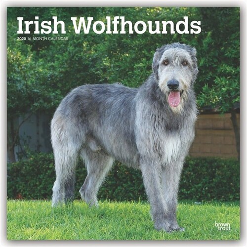 Irish Wolfhounds 2020 Square (Other)