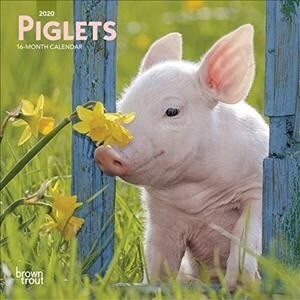 Piglets 2020 Mini 7x7 (Other)