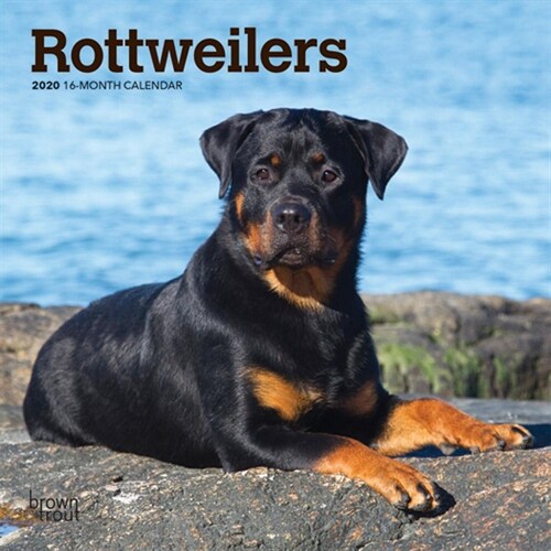 Rottweilers 2020 Mini 7x7 (Other)