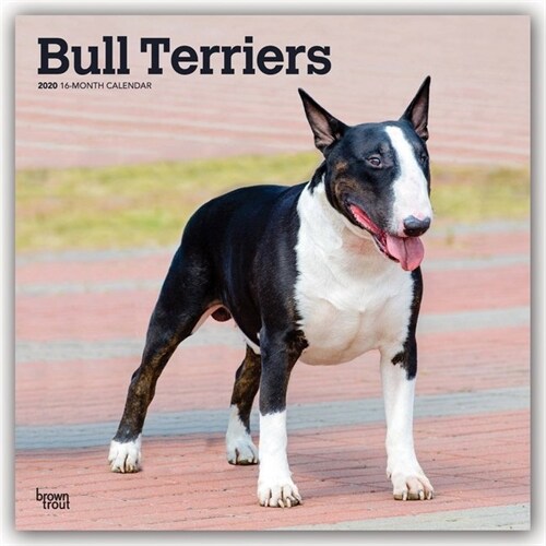 Bull Terriers 2020 Square (Other)