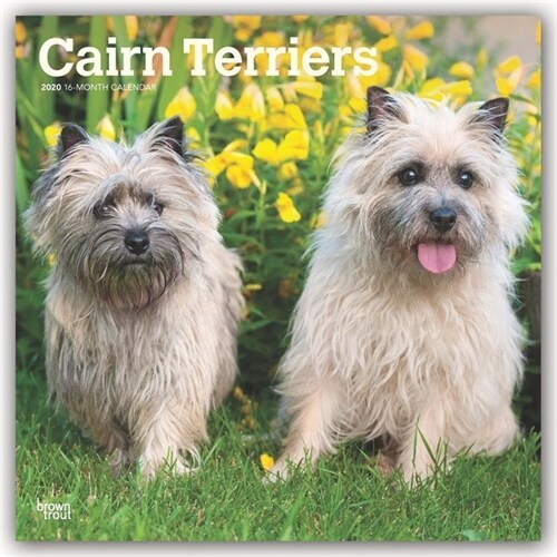 Cairn Terriers 2020 Square (Other)